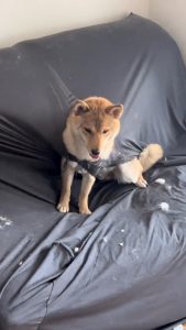 Read more about the article CHEW NAUGHTY BOY: Dog Wrecks Sofa While Owner’s Back Is Turned