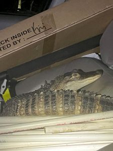 Read more about the article CROOK AND CROC: Cops Arrest Man Speeding Down Highway With Alligator In Passenger Seat