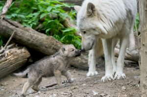 Read more about the article SNOW JOKE: White Wolf Cubs Born Brown So They Can Hide In Underground Burrow