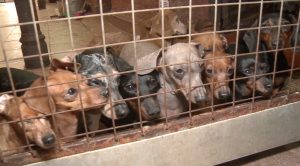 Read more about the article MERCY DASCH: Dozens Of Loveable Sausage Dogs Rescued From Cruel Puppy Farm