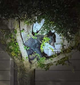 Read more about the article CALL SPECIAL BRANCH: Bear Hides Up Tree After Raid On Police Office