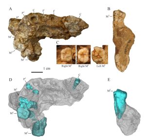 Read more about the article FIRST HUMANS: Ancient Site Could Be Location Of Oldest Known Early Human Fossils In China