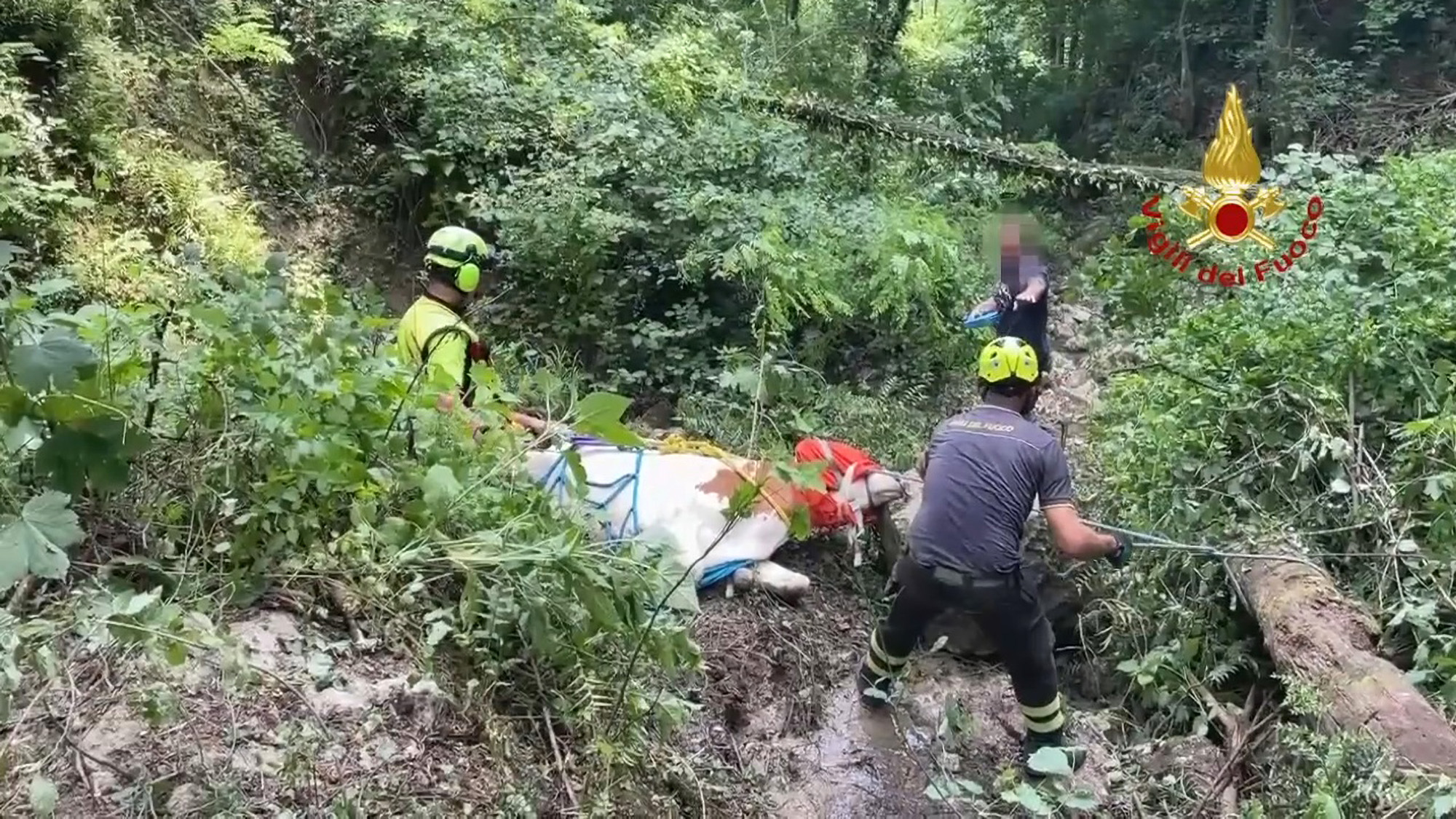 Read more about the article FLY HERD: Trapped Cow Airlifted To Safety