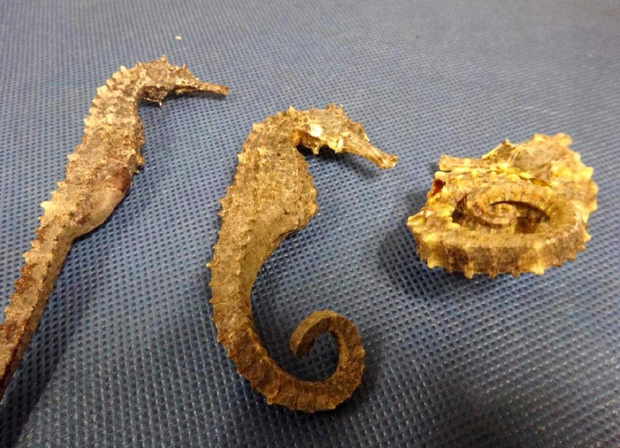 Read more about the article SOME-FIN FISHY: Customs Dog Sniffs Out Hundreds Of Endangered Seahorses