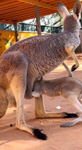 Read more about the article 86M VIEWS: Shy Baby Kangaroo Falls Out Of Mums Pouch While Trying To Hide From Zoo Visitors