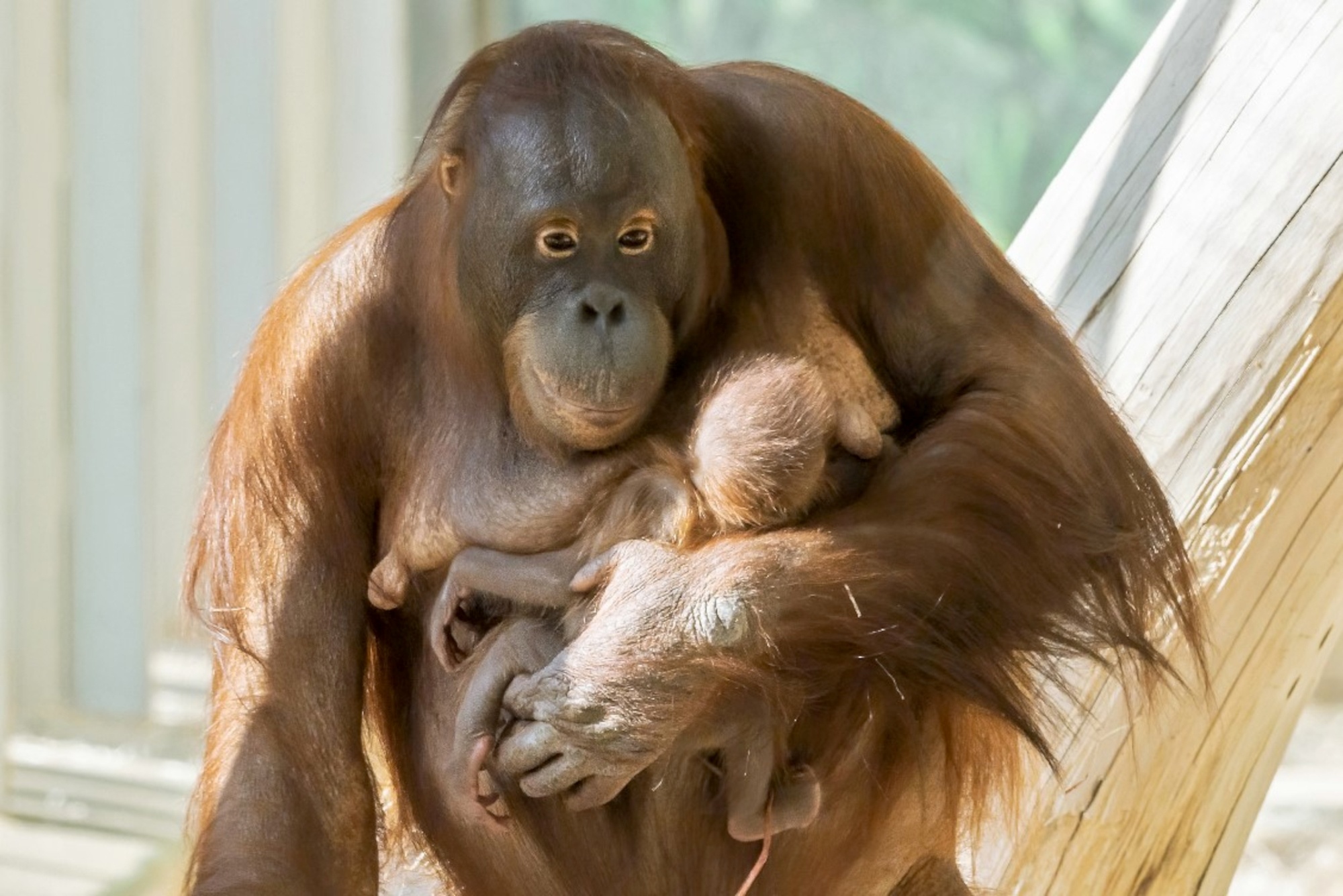Read more about the article ORANG-AAAH-TAN: Astonished Fans Watch Live Birth Of Baby