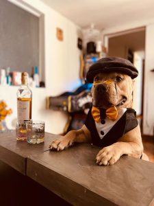 Read more about the article POOCHY BLINDERS: Dog’s Tommy Shelby Act Is Peak Online Performance