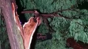 Read more about the article GOT THE NEEDLE: Coffee Shop Robbed Moments After Falling Pine Tree Flattened It