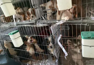 BANGED PUP: Cops Save 72 Puppies From Breeders’ Prison Van