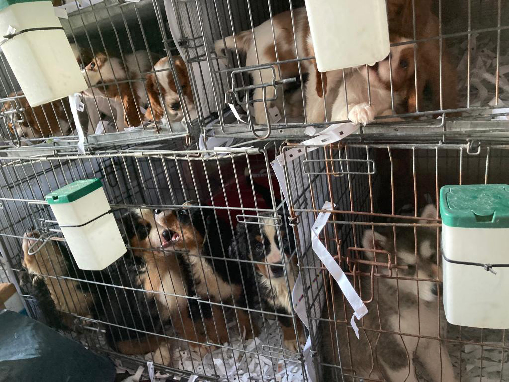 Read more about the article BANGED PUP: Cops Save 72 Puppies From Breeders’ Prison Van