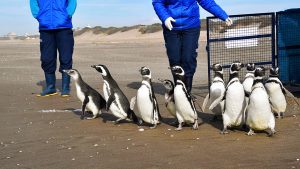 Read more about the article HAPPY SWEET: Touching Moment Rescue Penguins Are Released Back Into Sea