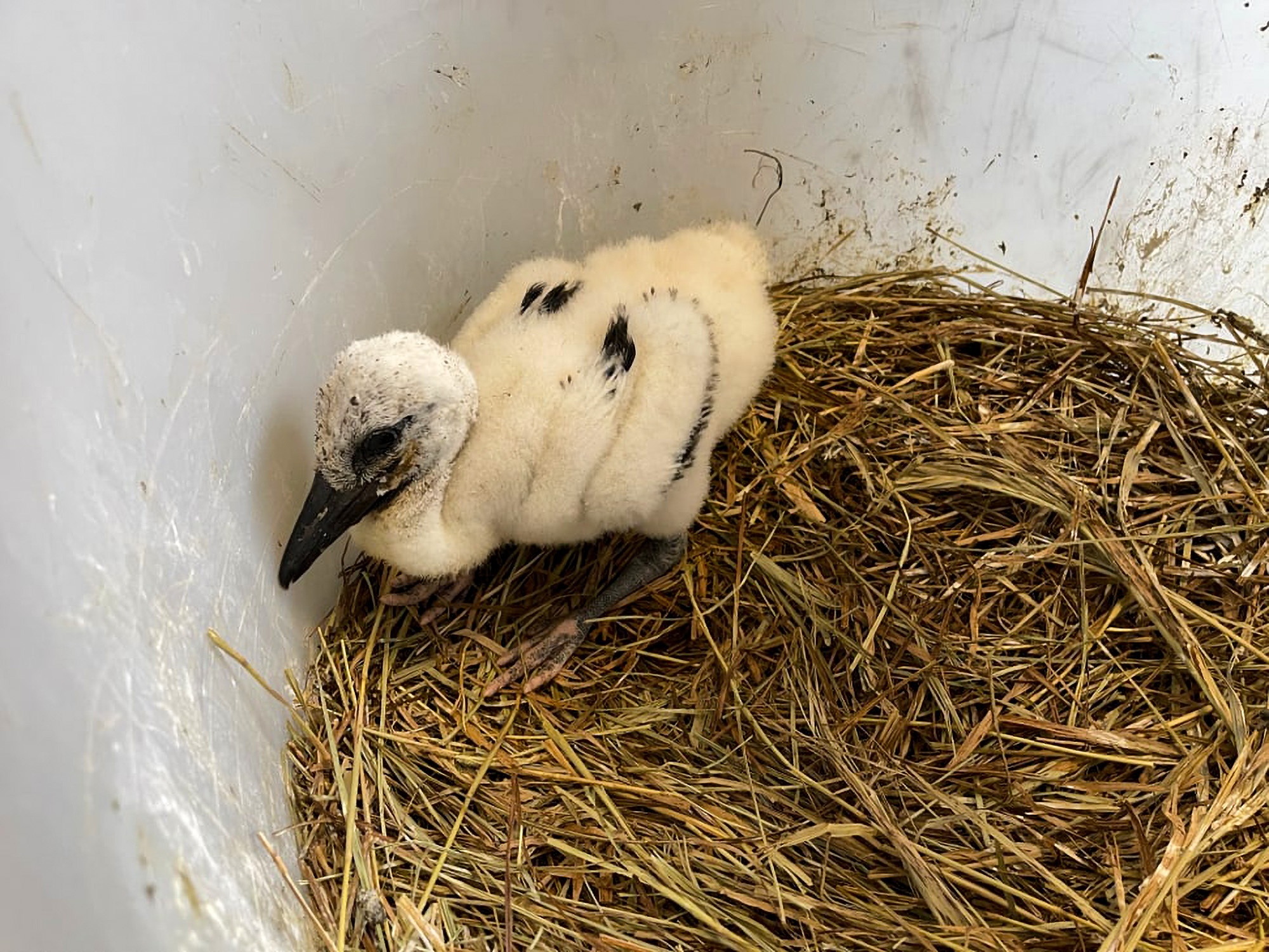 Read more about the article STORK ABOUT A BABY BOOM: Record Hatching Of Rare Chicks