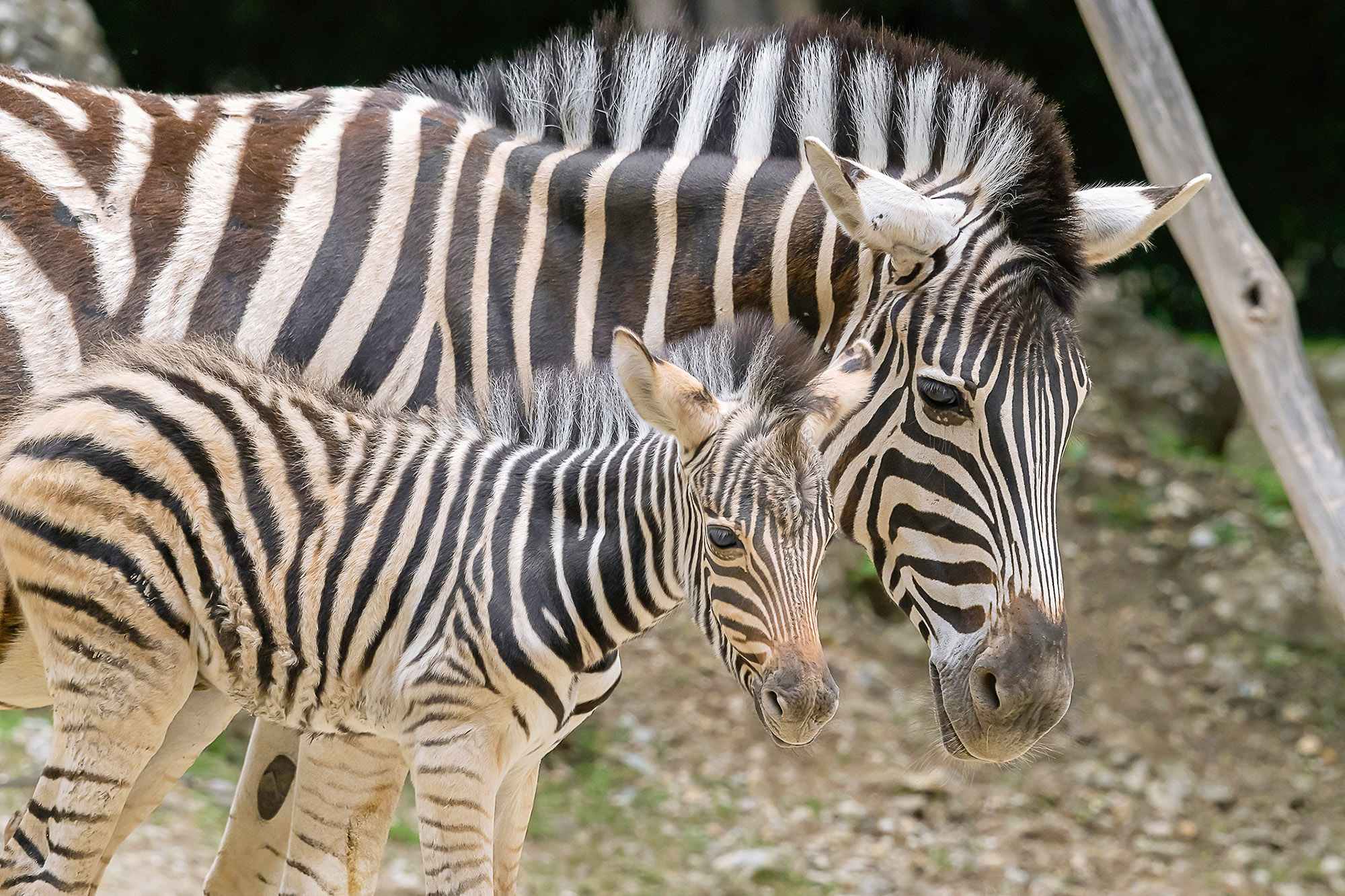 Read more about the article THERE ZE IS! Rare Zebra Foal Shown Off By Proud Mum