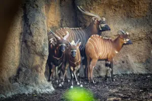Read more about the article RARE BREED: Zoo Welcomes Four Antelope So Rare Less Than 100 Still Alive In Wild