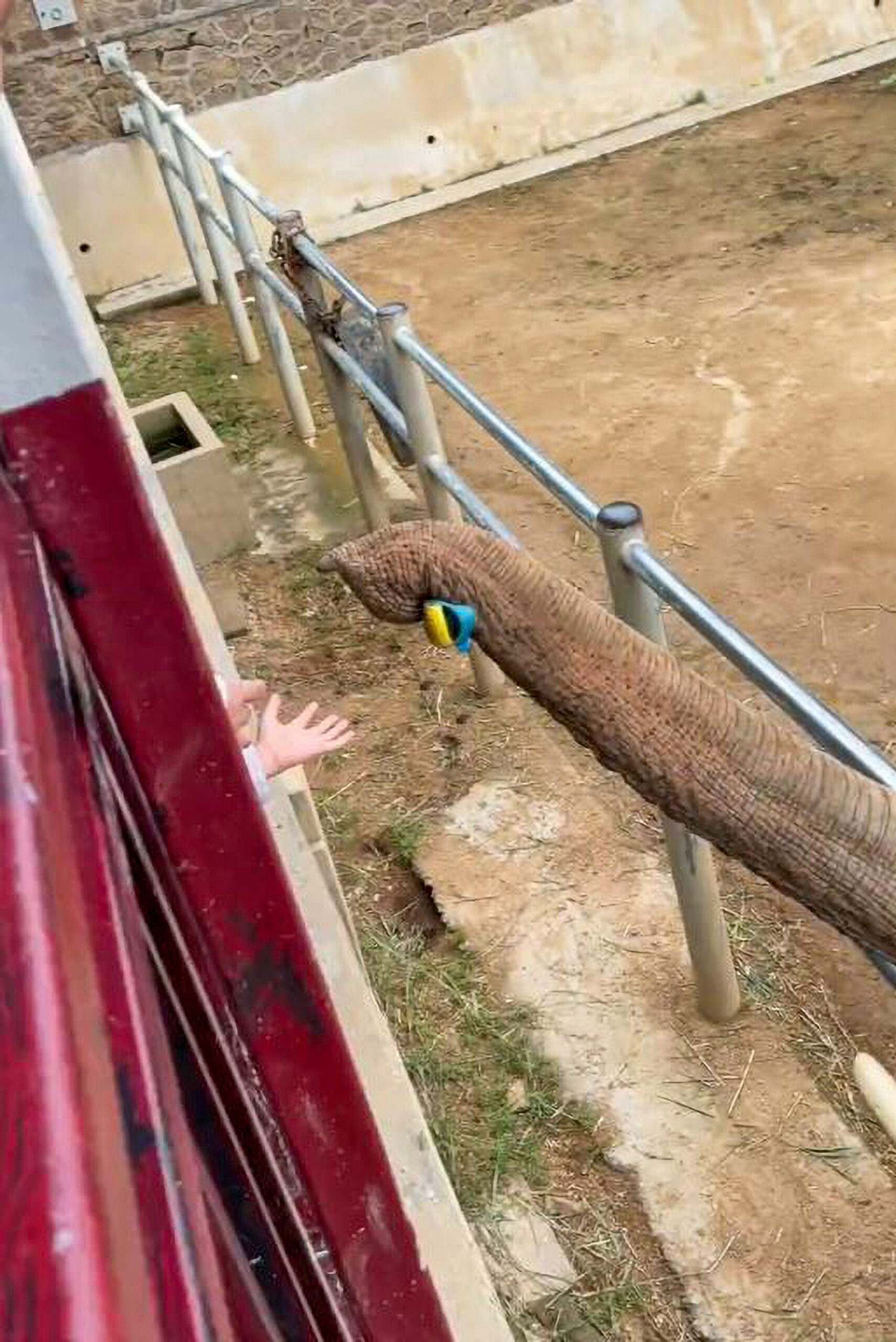 Read more about the article DROP SOMETHING? Kind Elephant Returns Child’s Shoe That Fell Into Enclosure