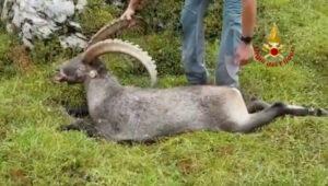 Read more about the article BEYOND ALP: Tragic Ibex Died After Chewing Rusty Tuna Can Trash