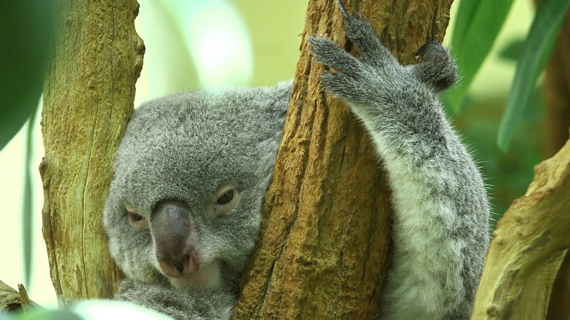 Read more about the article JOEY GOOD FELLOW: World’s Oldest Zoo Spots New Koala Arrival Peering From Mum’s Pouch￼