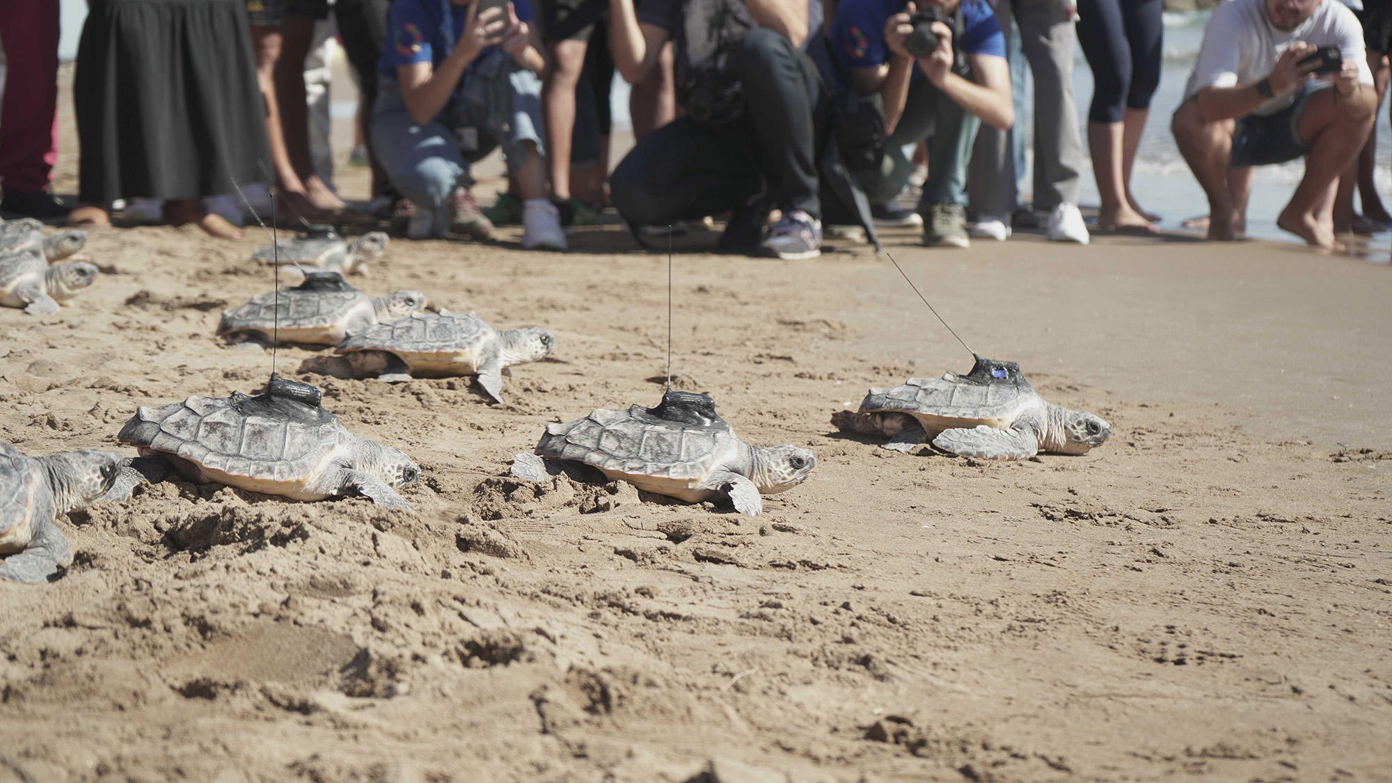 Read more about the article TURTLE RECALL: Heartwarming Moment 14 Rare Turtles Are Released Back Into The Sea￼