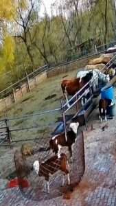 Read more about the article COW DID THAT HAPPEN? Runaway Calf Traps Itself