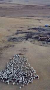 Read more about the article BIRD’S-EYE EWE: Shepherd Uses Drone To Herd His Sheep￼