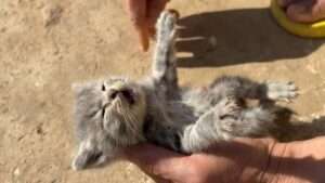 Read more about the article MEW HERO: Man’s CPR Brings Kitten Back From Dead