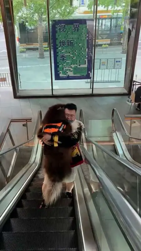 Read more about the article THIS WAY PUP: Cowardly Huge Dog Has To Be Carried Up Escalator