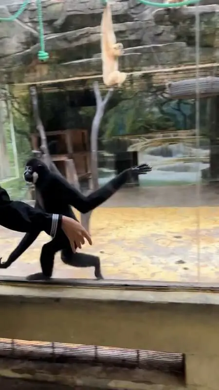 Read more about the article THE GREAT J-APE: Playful Gibbon Mimics Zoo Girl