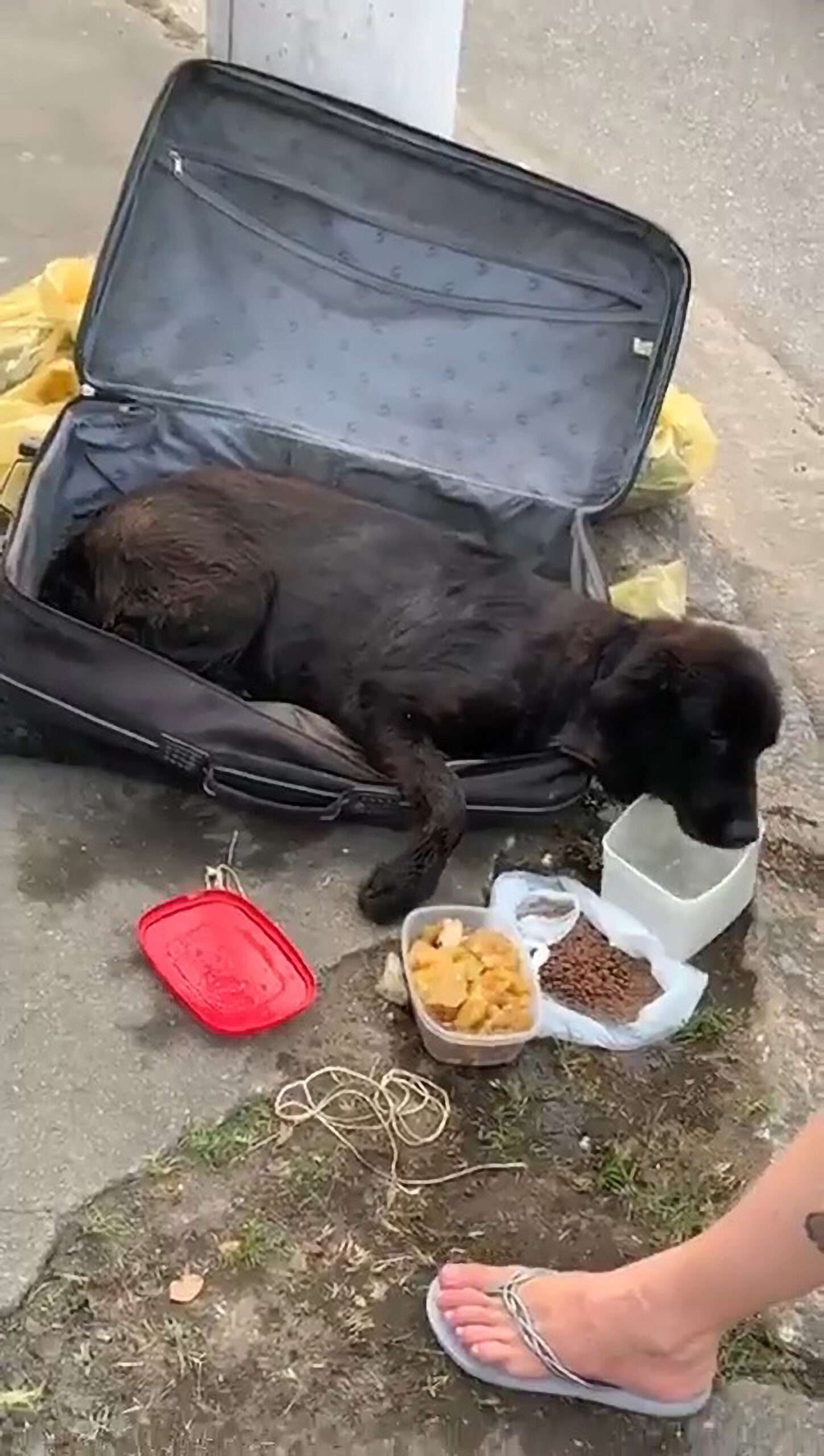 Read more about the article DOGGY BAGGED: Dog Left For Binmen Inside Suitcase Rescued By Animal Lovers