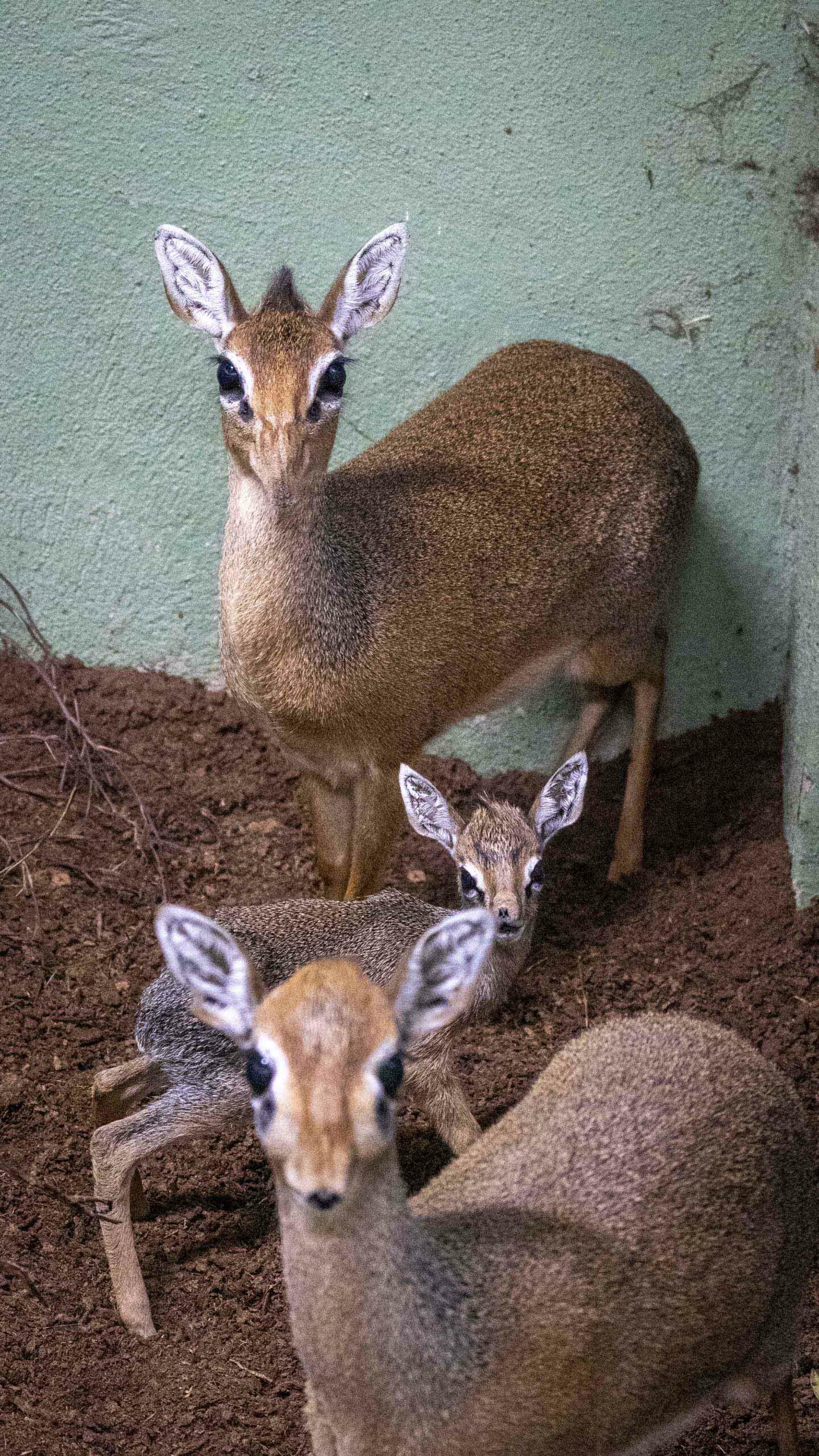 Read more about the article WHO ARE YOU CALLING DOE EYED? Real Life Bambi Amazes Zoo Fans