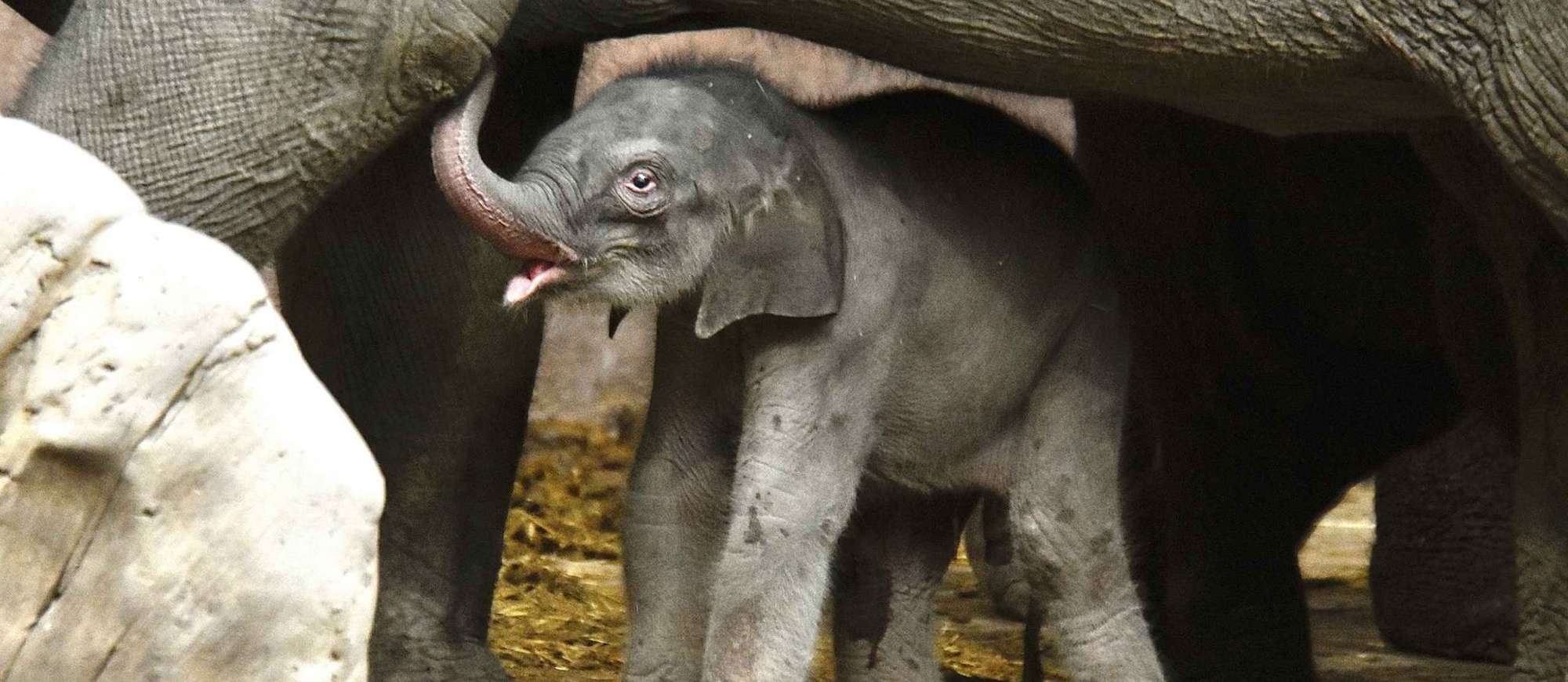 Read more about the article JELLY THE ELEPHANT: Adorable Newborn Baby Tusker Takes First Wobbly Steps