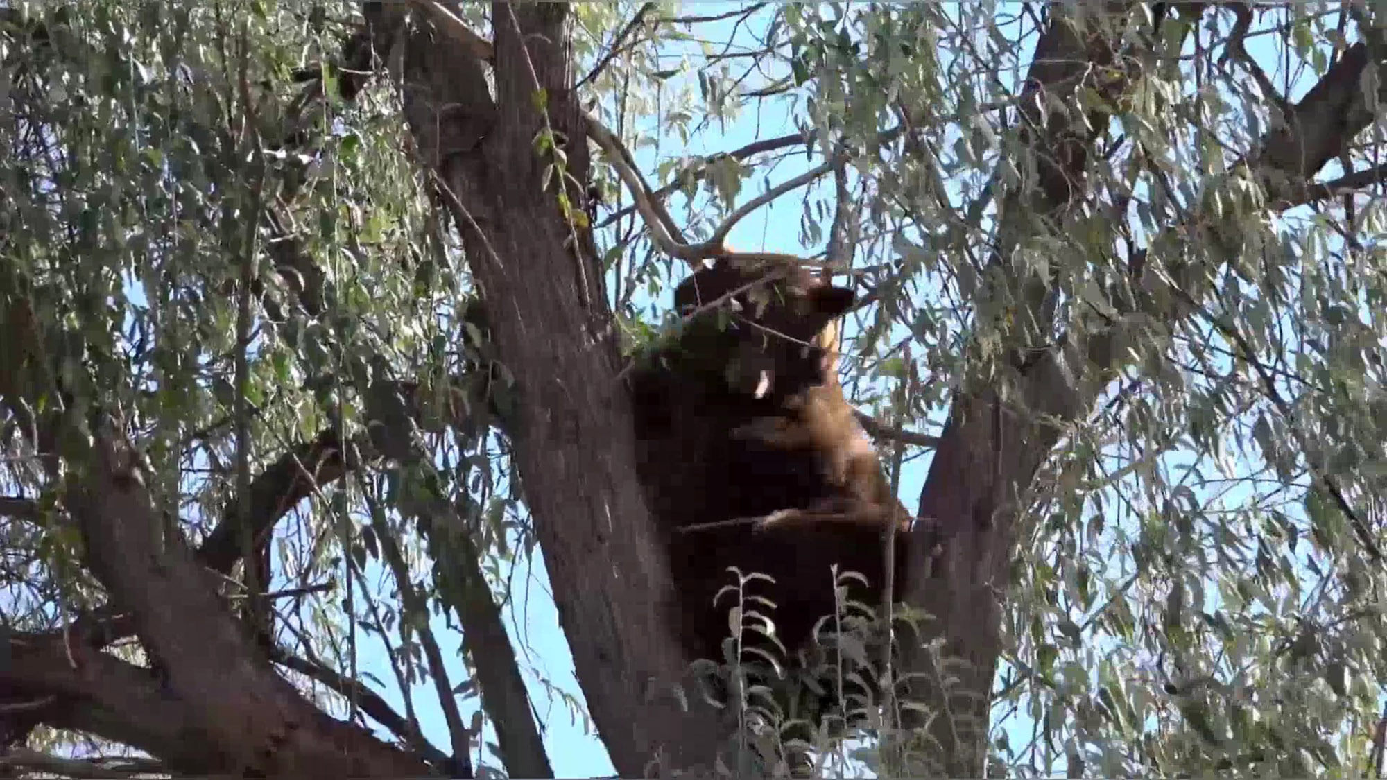 Read more about the article DO BEARS SIT IN THE WOODS? Firefighters Save Bear Trapped Up 50ft Tree