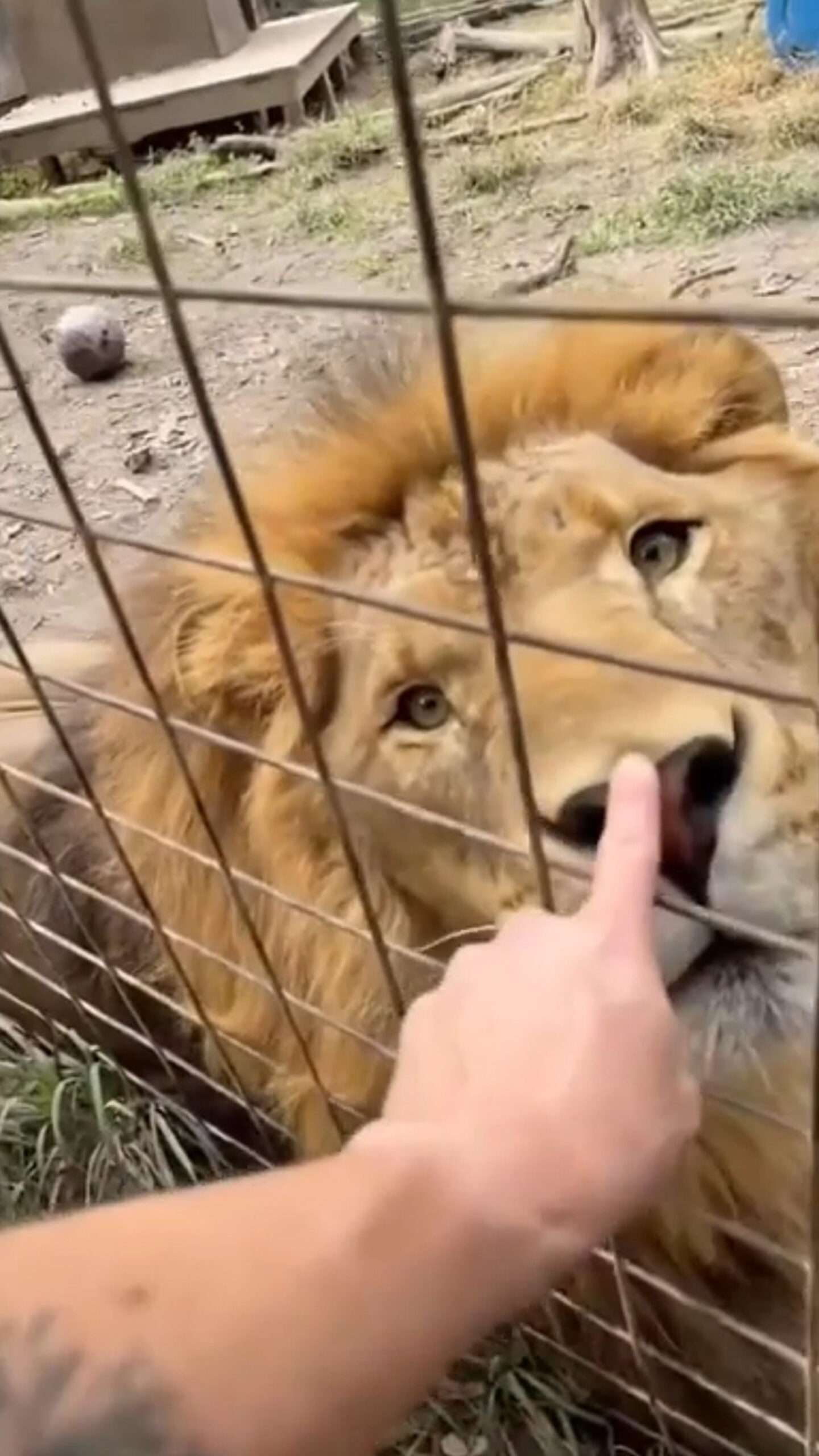 Read more about the article SNOOT BOOP: Zookeeper Shares Video Tapping Wild Animals On Nose