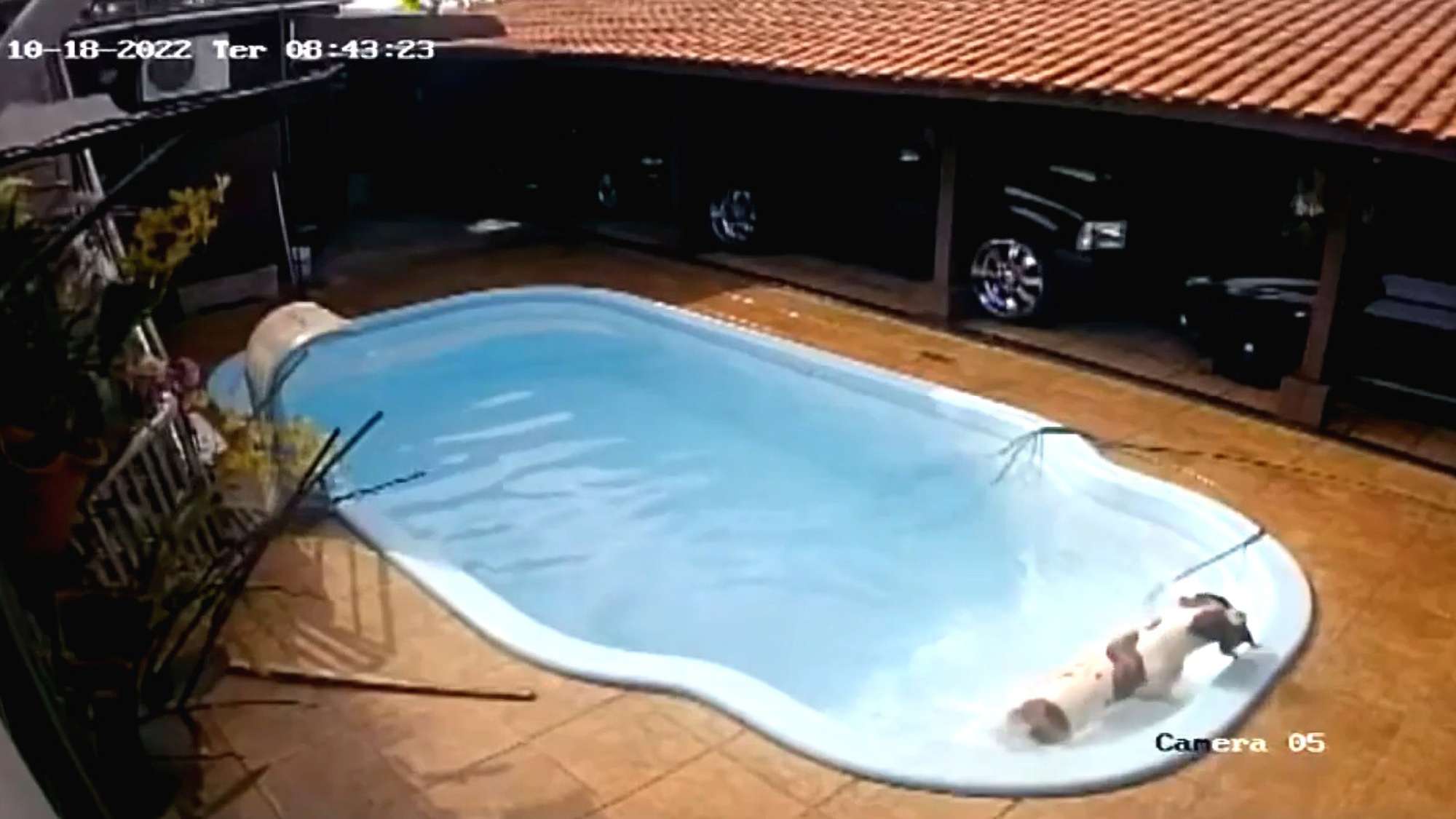 Read more about the article PAW-SOME HERO: Pit Bull Saves Drowning Chihuahua Puppy From Pool