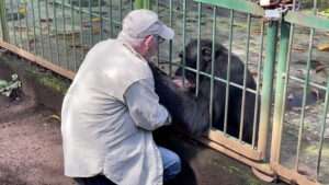 Read more about the article APE-SOLUTE TEARJERKER: Heartbreaking Moment Zoo Boss Says Goodbye To Chimp