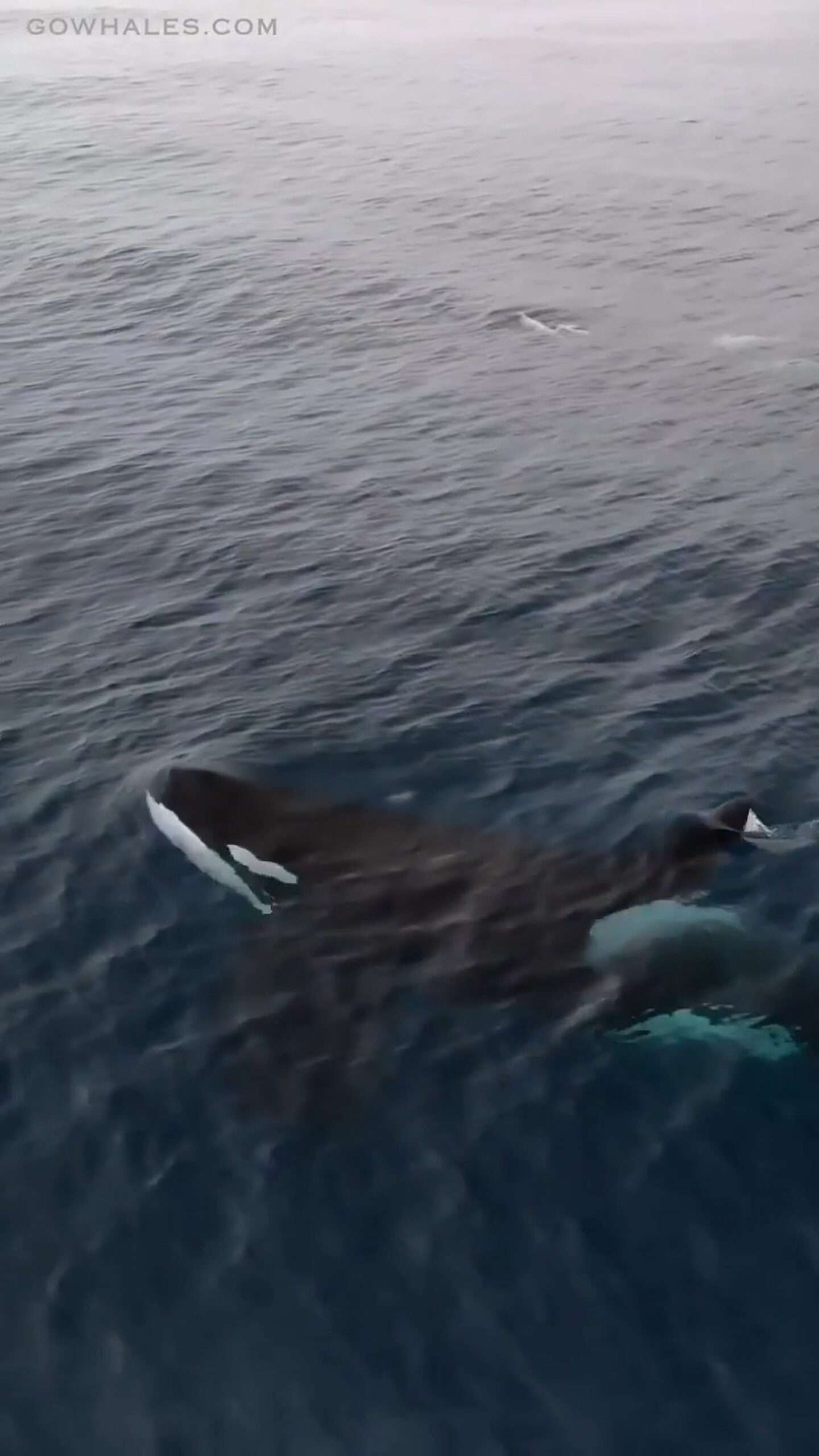 Read more about the article ORC-ABOUT AMAZING:  Breathtaking Encounter With Killer Whale Mum And Her Calf