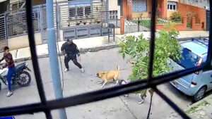 Read more about the article CHEW WANT SOME? Vigilante Dogs See Off Gunman With Woof Justice