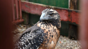 Read more about the article FLYING HIGH: Black-Chested Buzzard Eagle Released Into Wild After Being Injured By Rubber Bullet