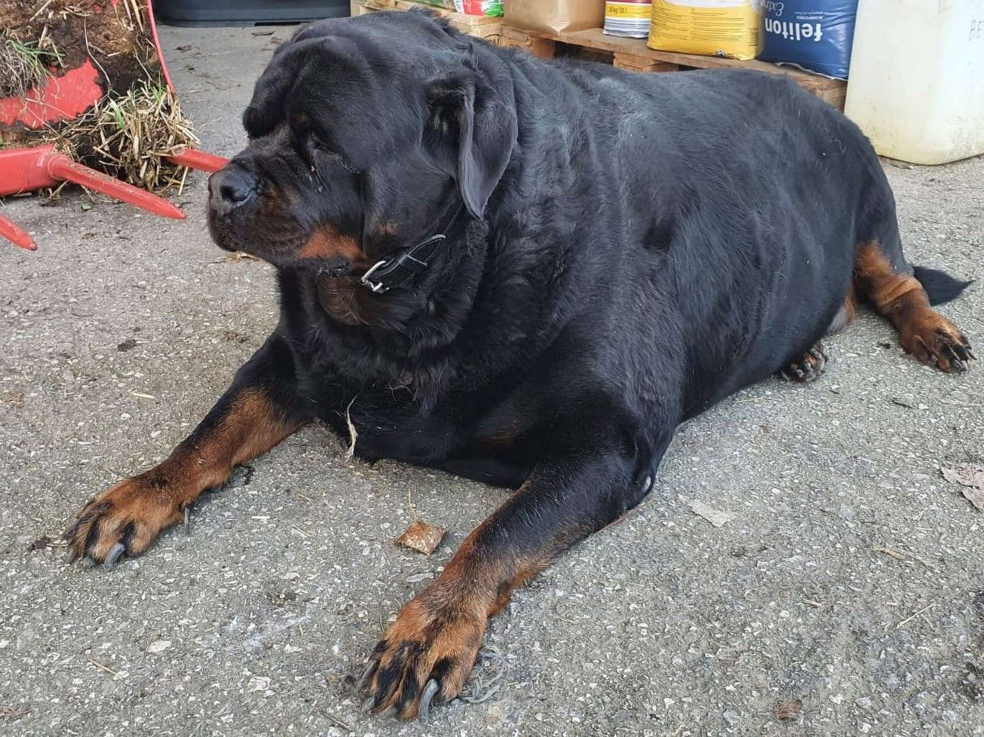 Read more about the article ROUND DOG: Extremely Overweight Rottweiler Weighing Over 220 Lbs Begins Weight Loss Journey