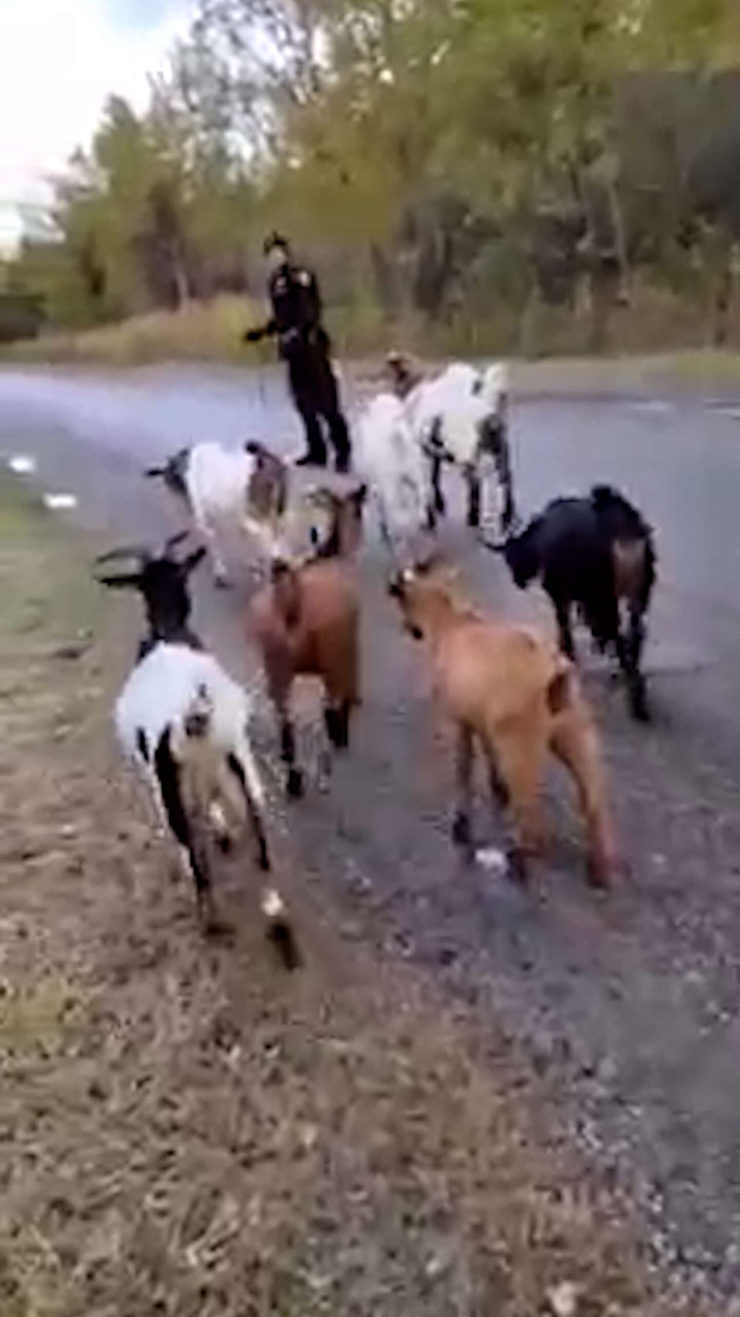 Read more about the article SILLY GOATS: Police Deputy Escorts Lost Herd Back To Their Home