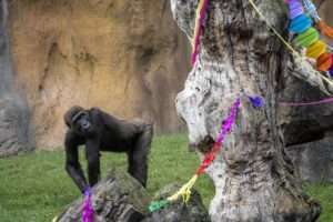 Read more about the article HAPPY BIRTHDAY TO ZOO: Gorilla Shares 10th Birthday Party Treat With Pals