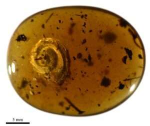 Read more about the article COMING OUT OF ITS SHELL: The 99-Million-Year-Old Snail Which Used Hairs To Make It Sexy