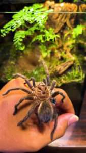 Read more about the article SPIDER MAN: Arachnid Lover Shares Why Tarantulas Can Make Great Pets
