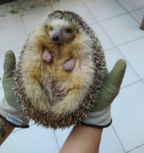 Read more about the article FAT’S TRAGIC: Malta’s Heftiest Hedgehog Dies Of Liver Failure