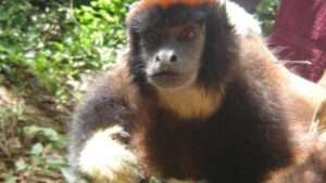 Read more about the article NEWER TITI: New Monkey Species Discovered In Peruvian Nature Reserve In Amazon