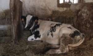 Read more about the article HEARD IM-MOO-NITY: Farmers Appeal Fine For Calf’s Loud Mooing