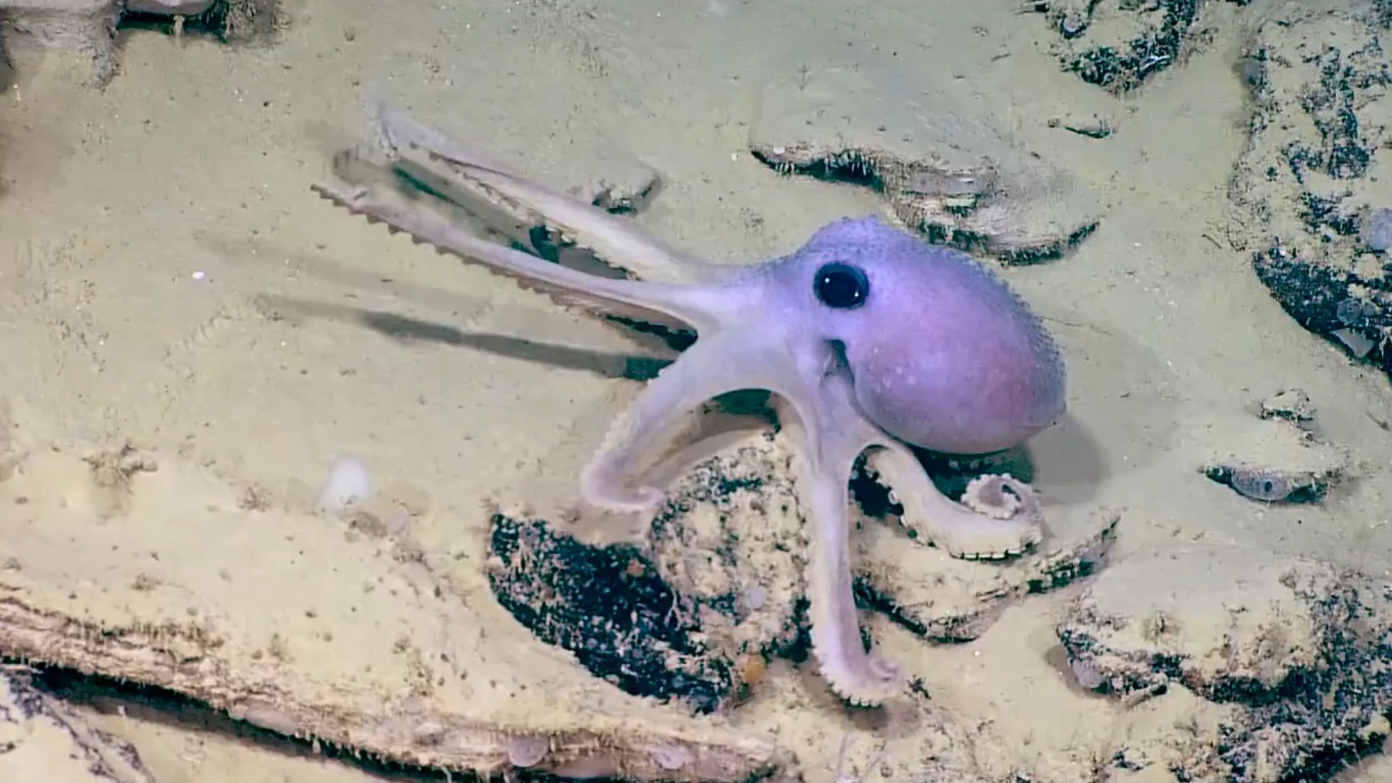 Read more about the article HALLOWEEN HORRORS: Boffins Find Scary Wart-Covered Octopus And Zombie Sponge In Deep Ocean Water