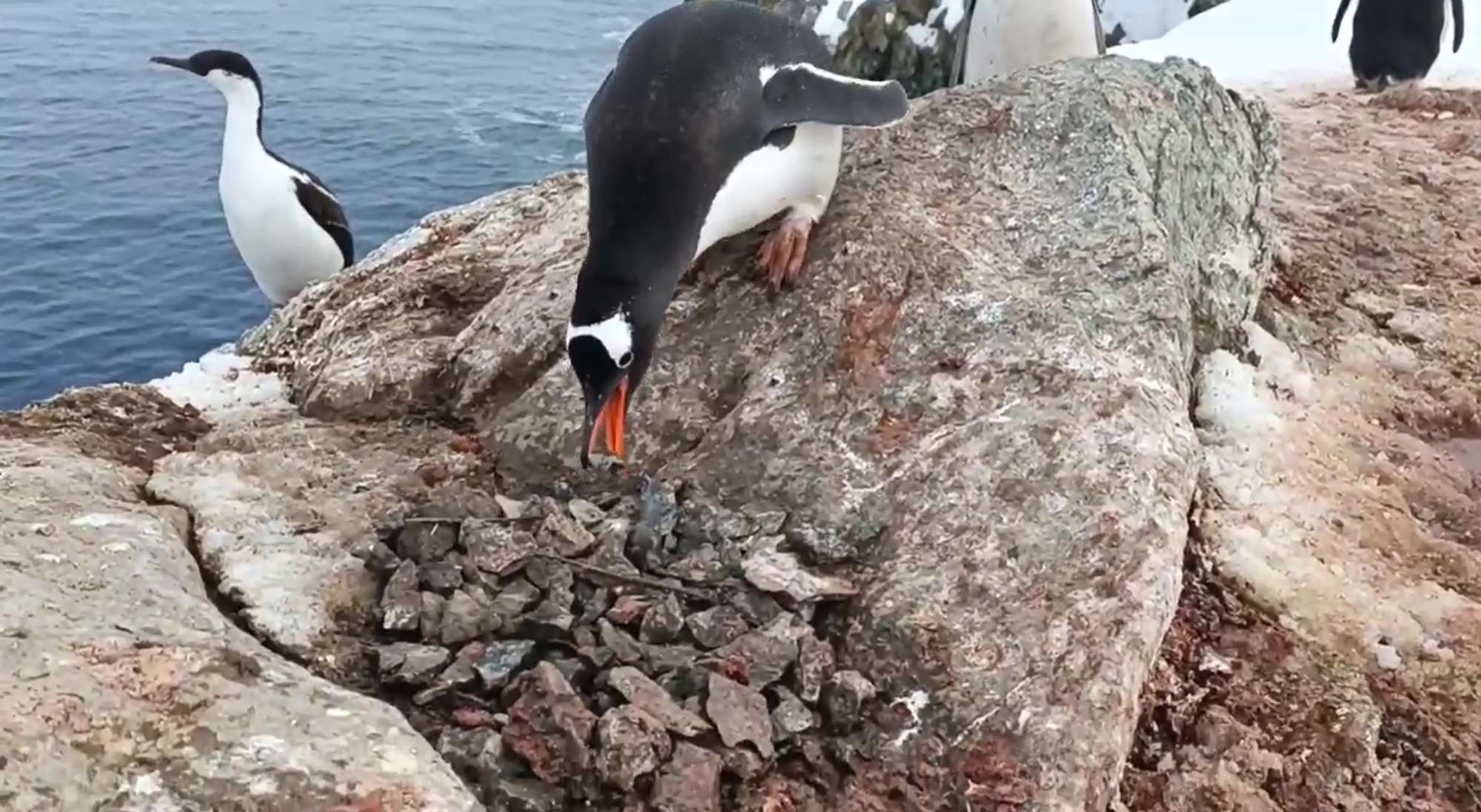 Read more about the article PEBBLE TREASURE: Moment Male Penguin Steals Stones From Other Nest To Impress Female Before Two Fight