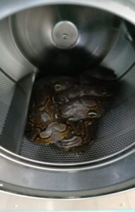 Read more about the article SSSSPIN DRYER: Six-Foot Python Found In Launderette Washing Machine