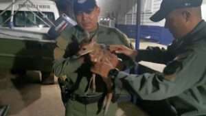 Read more about the article BAMBINO: Officers Rescue Adorable Fawn In Panama
