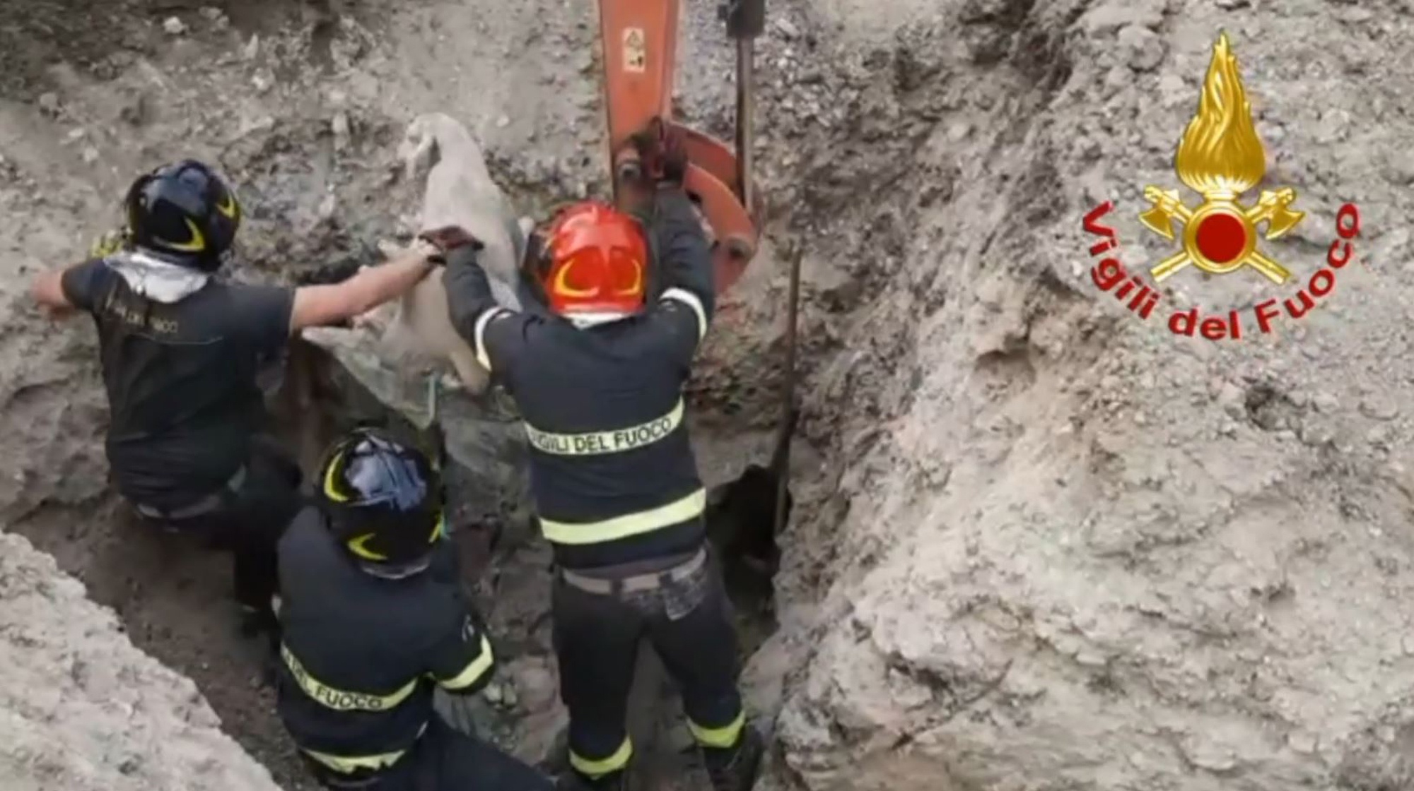 Read more about the article GOING UNDERGROUND: Firemen Rescue Sheep Stuck Inside A Concrete Pipe